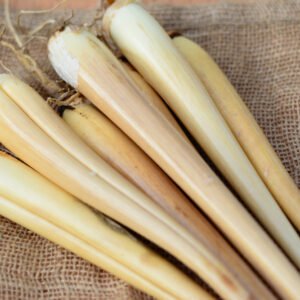 Odiyal Powder (Panang Kilangu)