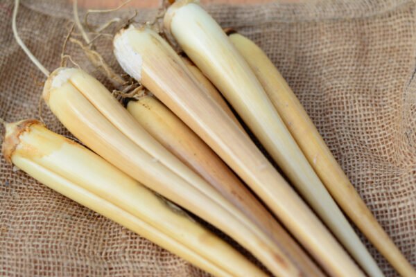 Odiyal Powder (Panang Kilangu)
