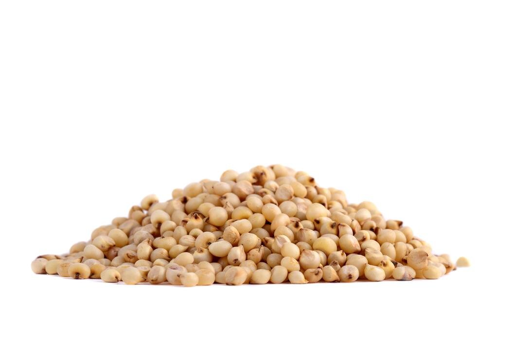 White Sorghum (Cholam)